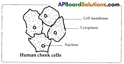 TS 8th Class Biology Study Material 2nd Lesson Cell The Basic Unit of Life 6