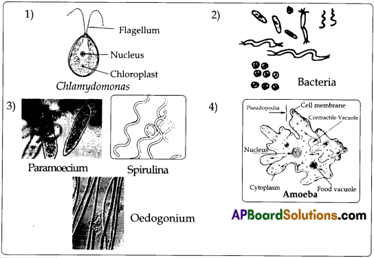 TS 8th Class Biology Study Material Lesson 3A The World of Microorganisms Part 1.1