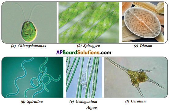 TS 8th Class Biology Study Material Lesson 3A The World of Microorganisms Part 1.3