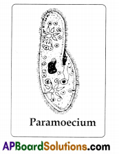 TS 8th Class Biology Study Material Lesson 3A The World of Microorganisms Part 1.9