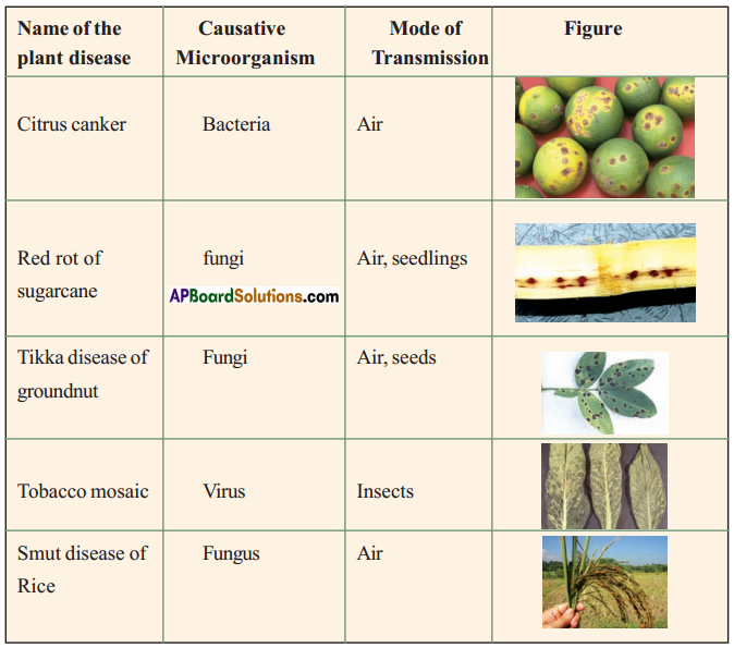 TS 8th Class Biology Study Material Lesson 3B The World of Story of Microorganisms Part 2 .7