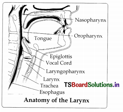 The Larynx - TeachMeAnatomy