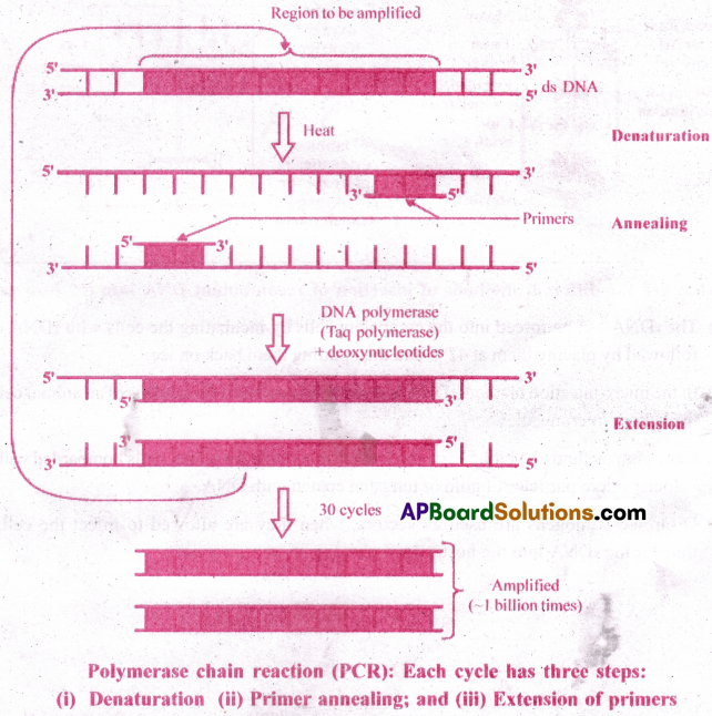 AP Inter 2nd Year Botany Important Questions Chapter 10 Molecular Basis of Inheritance 1