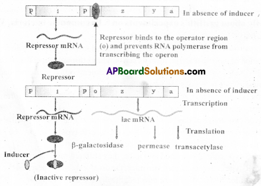 AP Inter 2nd Year Botany Important Questions Chapter 10 Molecular Basis of Inheritance 10