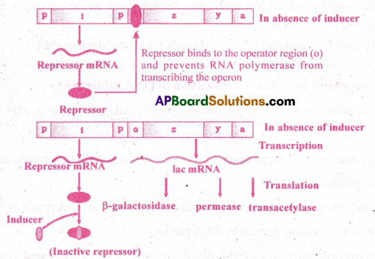 AP Inter 2nd Year Botany Important Questions Chapter 10 Molecular Basis of Inheritance 6