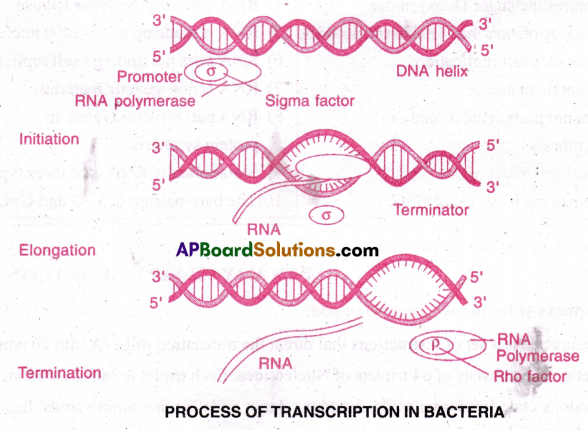 AP Inter 2nd Year Botany Important Questions Chapter 10 Molecular Basis of Inheritance 7