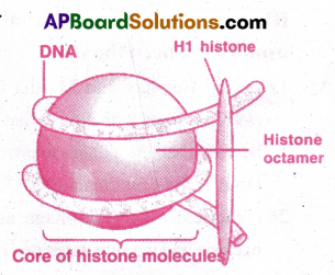AP Inter 2nd Year Botany Important Questions Chapter 10 Molecular Basis of Inheritance 8