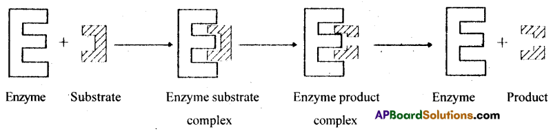 AP Inter 2nd Year Botany Important Questions Chapter 3 Enzymes 11