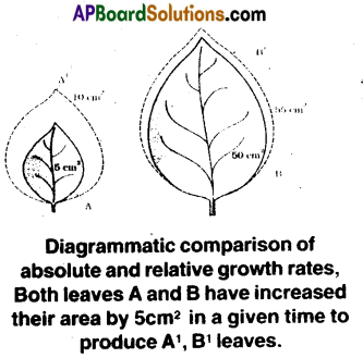 AP Inter 2nd Year Botany Important Questions Chapter 6 Plant Growth and Development 5