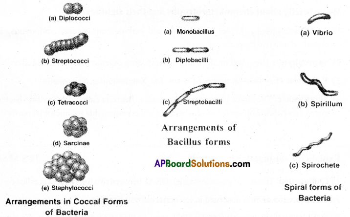 AP Inter 2nd Year Botany Important Questions Chapter 7 Bacteria 1