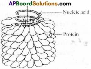 AP Inter 2nd Year Botany Important Questions Chapter 8 Viruses 1
