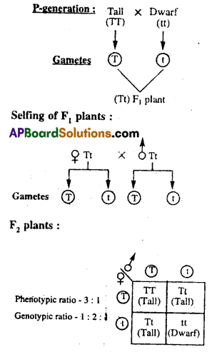 AP Inter 2nd Year Botany Important Questions Chapter 9 Principles of Inheritance and Variation 4