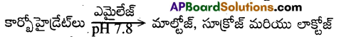 AP Inter 2nd Year Zoology Important Questions Chapter 1(a) జీర్ణక్రియ, శోషణం 13