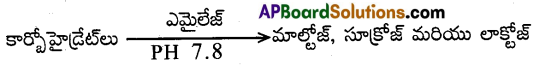AP Inter 2nd Year Zoology Important Questions Chapter 1(a) జీర్ణక్రియ, శోషణం 5
