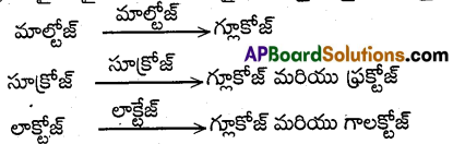 AP Inter 2nd Year Zoology Important Questions Chapter 1(a) జీర్ణక్రియ, శోషణం 6