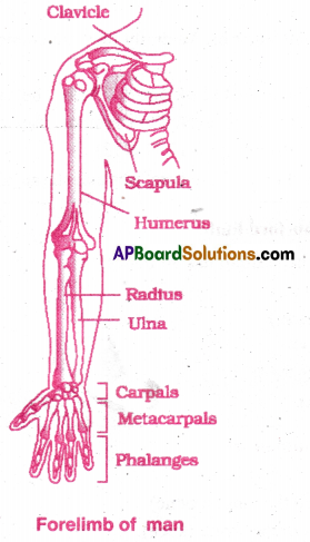 AP Inter 2nd Year Zoology Important Questions Chapter 3(a) Musculo-Skeletal System 11