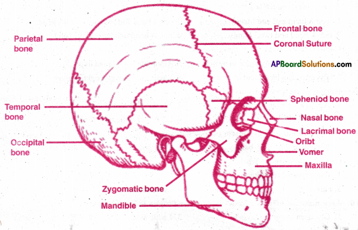 AP Inter 2nd Year Zoology Important Questions Chapter 3(a) Musculo-Skeletal System 13