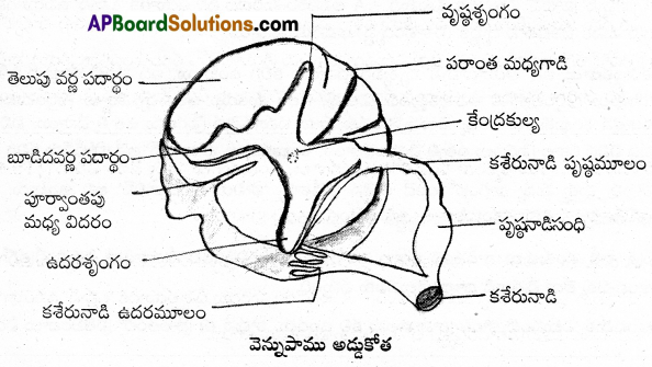 AP Inter 2nd Year Zoology Important Questions Chapter 3(b) నాడీ నియంత్రణ, సమన్వయం 1