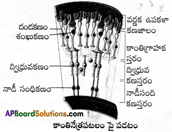 AP Inter 2nd Year Zoology Important Questions Chapter 3(b) నాడీ నియంత్రణ, సమన్వయం 2