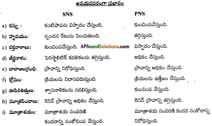 AP Inter 2nd Year Zoology Important Questions Chapter 3(b) నాడీ నియంత్రణ, సమన్వయం 3
