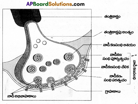 AP Inter 2nd Year Zoology Important Questions Chapter 3(b) నాడీ నియంత్రణ, సమన్వయం 5