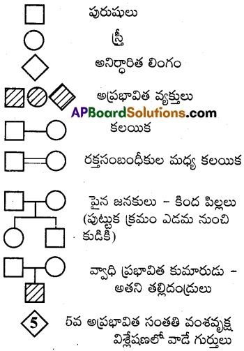 AP Inter 2nd Year Zoology Important Questions Chapter 6 జన్యు శాస్త్రం 1