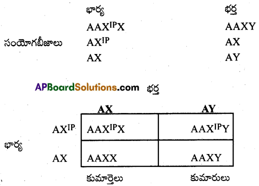 AP Inter 2nd Year Zoology Important Questions Chapter 6 జన్యు శాస్త్రం 11