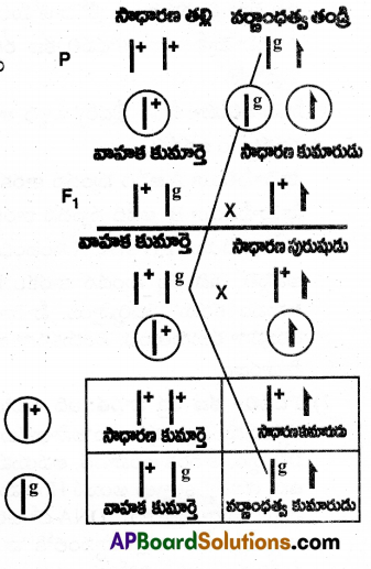 AP Inter 2nd Year Zoology Important Questions Chapter 6 జన్యు శాస్త్రం 16