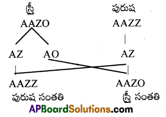 AP Inter 2nd Year Zoology Important Questions Chapter 6 జన్యు శాస్త్రం 4
