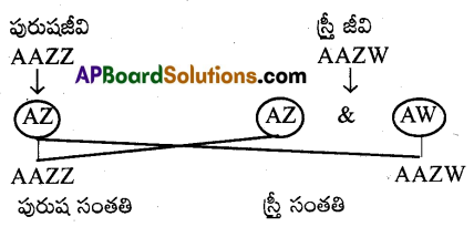 AP Inter 2nd Year Zoology Important Questions Chapter 6 జన్యు శాస్త్రం 5