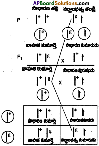 AP Inter 2nd Year Zoology Important Questions Chapter 6 జన్యు శాస్త్రం 7