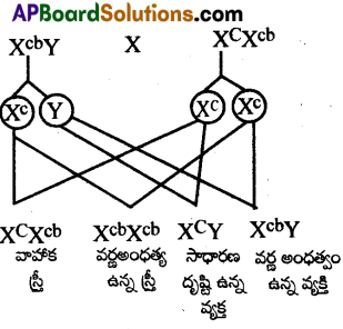 AP Inter 2nd Year Zoology Important Questions Chapter 6 జన్యు శాస్త్రం 9