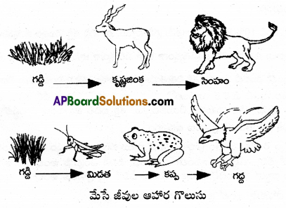 AP Inter 1st Year Zoology Important Questions Chapter 8 జీవావరణం – పర్యావరణం 2