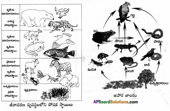 AP Inter 1st Year Zoology Important Questions Chapter 8 జీవావరణం – పర్యావరణం 3