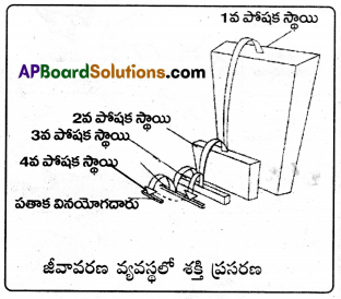 AP Inter 1st Year Zoology Important Questions Chapter 8 జీవావరణం – పర్యావరణం 4