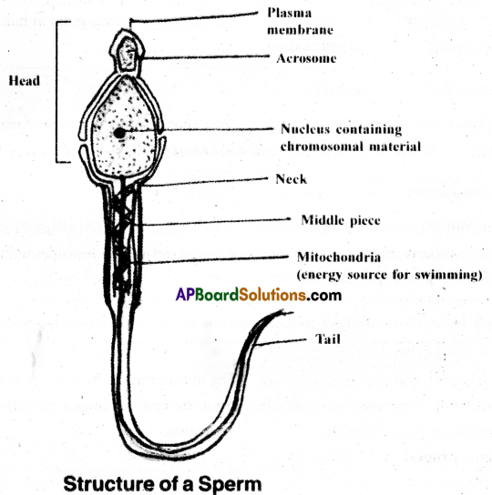AP Inter 2nd Year Zoology Important Questions Chapter 5(a) Human Reproductive System 1
