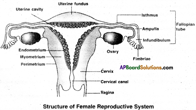 AP Inter 2nd Year Zoology Important Questions Chapter 5(a) Human Reproductive System 10
