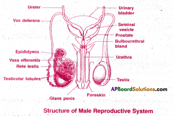 AP Inter 2nd Year Zoology Important Questions Chapter 5(a) Human Reproductive System 12