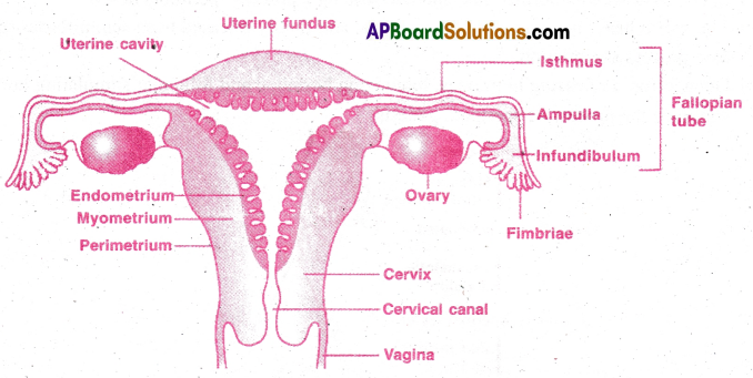 AP Inter 2nd Year Zoology Important Questions Chapter 5(a) Human Reproductive System 5