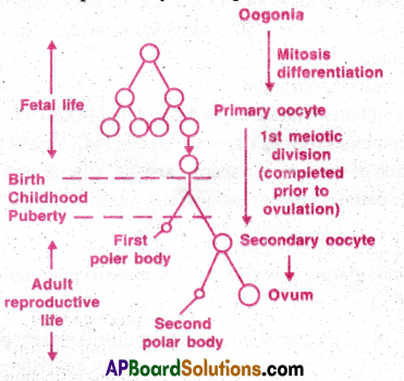 AP Inter 2nd Year Zoology Important Questions Chapter 5(a) Human Reproductive System 8