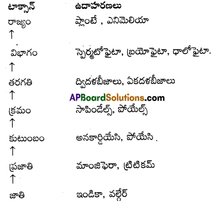 AP Inter 1st Year Botany Important Questions Chapter 1 జీవ ప్రపంచం 1
