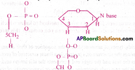 AP Inter 1st Year Botany Important Questions Chapter 10 Biomolecules 10