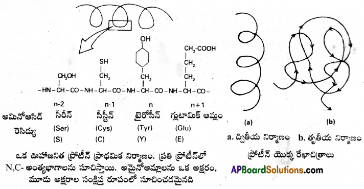 AP Inter 1st Year Botany Important Questions Chapter 10 జీవ అణువులు 1