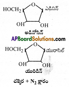 AP Inter 1st Year Botany Important Questions Chapter 10 జీవ అణువులు 5