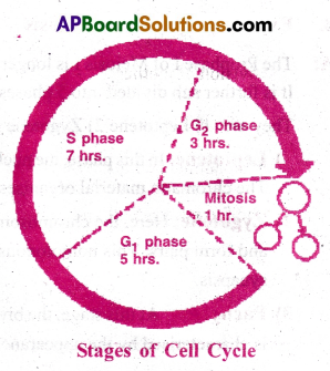 AP Inter 1st Year Botany Important Questions Chapter 11 Cell Cycle and Cell Division 1