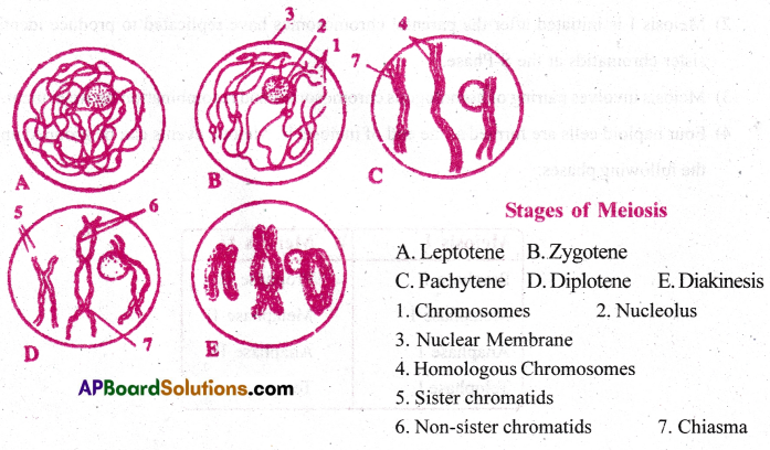 AP Inter 1st Year Botany Important Questions Chapter 11 Cell Cycle and Cell Division 2