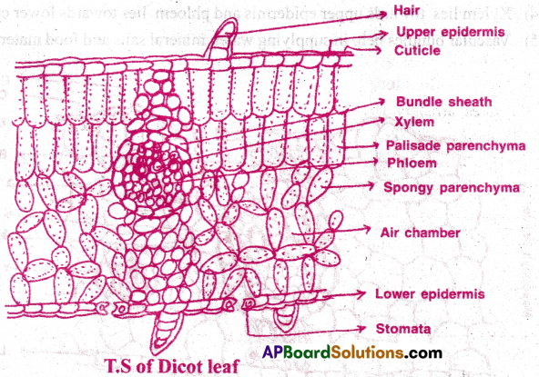 AP Inter 1st Year Botany Important Questions Chapter 12 Histology and Anatomy of Flowering Plants 16