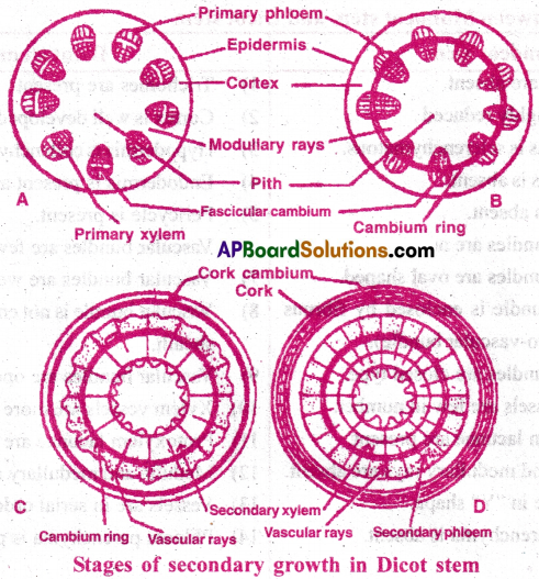 AP Inter 1st Year Botany Important Questions Chapter 12 Histology and Anatomy of Flowering Plants 6