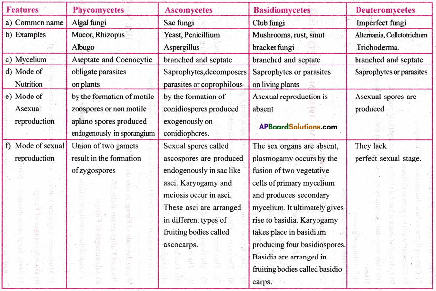 AP Inter 1st Year Botany Important Questions Chapter 2 Biological Classification 1