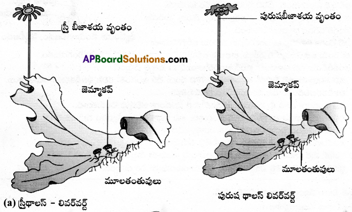 AP Inter 1st Year Botany Important Questions Chapter 4 వృక్షరాజ్యం 1